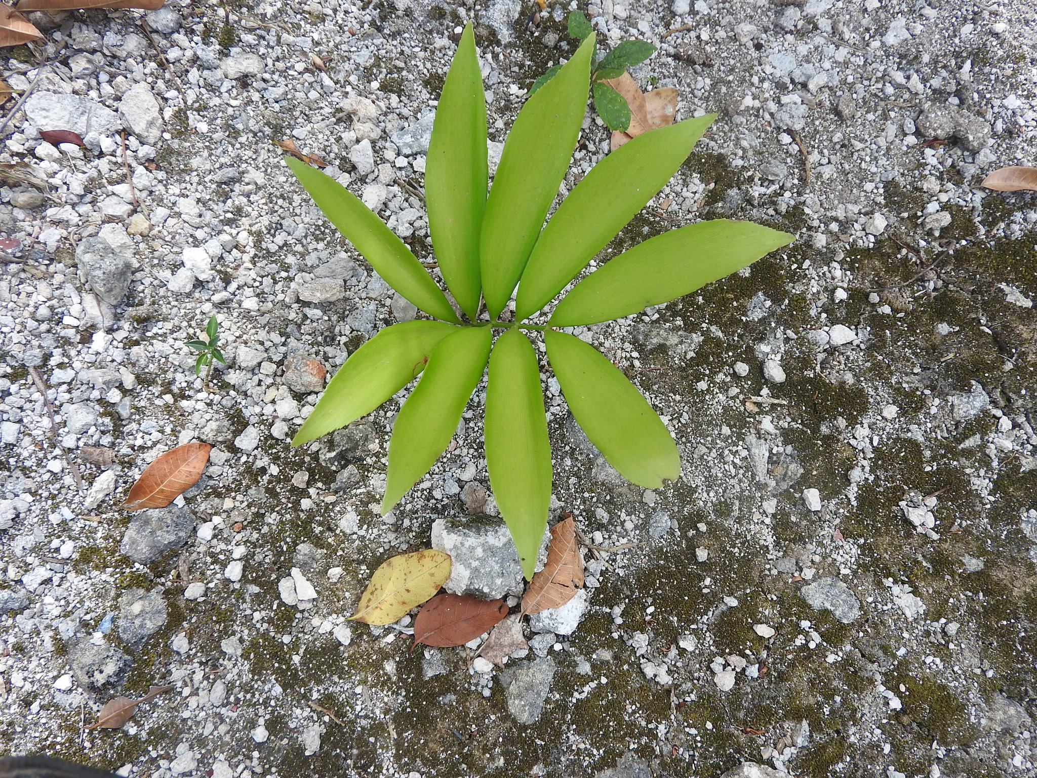 Zamia polymorpha 